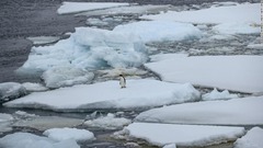 重要な南極の海洋循環に崩壊の恐れ、地球温暖化の進展次第で　科学者らが警告