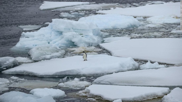 融解しつつある南極の海氷の上で佇むアデリーペンギン/Sebnem Coskun/Anadolu Agency/Getty Images