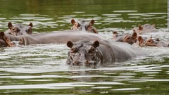 「麻薬王のカバ」７０頭を国外移送、経費４億円　南米コロンビア