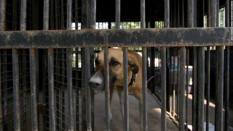捕まった野犬＝２０２２年１０月、インド・マディヤプラデシュ州/Sunil Ghosh/Hindustan Times/Getty Images/FILE