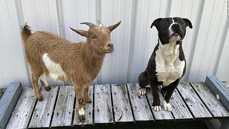 ヤギの「シナモン」とブルドッグのミックス犬「フィリックス」/Wake County North Carolina