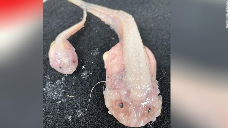 ８０２２メートルの深さで実際に捕獲されたクサウオ２匹/University of Western Australia 