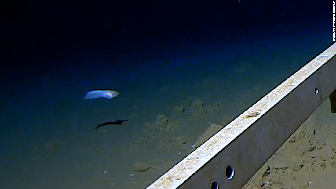 水深8300メートル超、深海魚の撮影に成功 日豪チーム(1/2