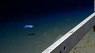 ８３００メートルを超える深海を泳ぐクサウオの映像が公開された