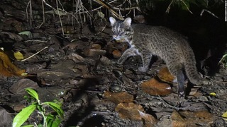 イリオモテヤマネコは特別天然記念物に指定されている