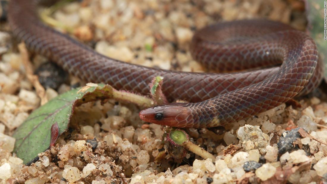 体を丸めて転がりながら逃げるヘビ、研究チームが遭遇(1/2) CNN.co.jp