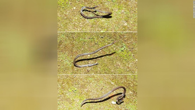ヘビが体を丸めて転がる様子を捉えた写真/Courtesy Evan S.H. Quah