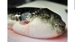 高齢夫婦、フグを食べて死亡　ネットで買って自分で調理　マレーシア