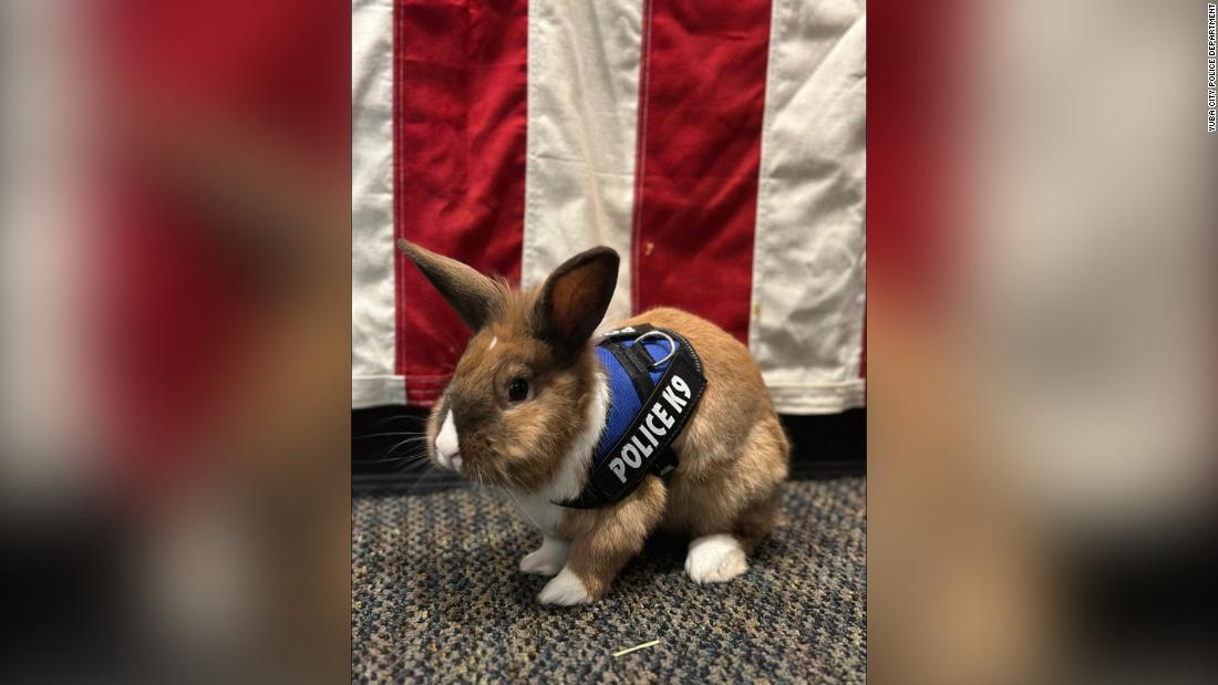 警察犬のハーネスを着けた雄ウサギのパーシー/Yuba City Police Department