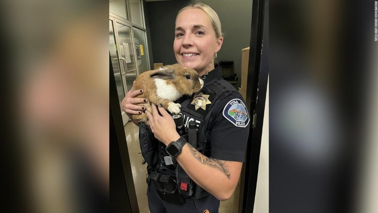 米カリフォルニア州ユバシティー警察にウサギの「パーシー」が採用された/Yuba City Police Department