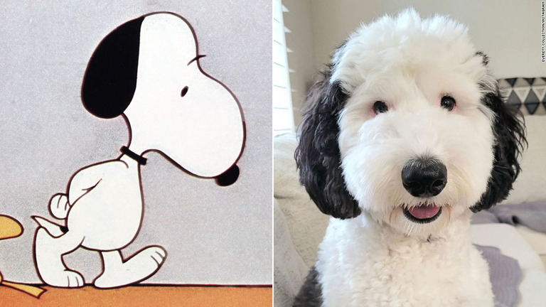 ミニ・シーパドゥードル犬の「ベイリー」が漫画「ピーナッツ」に登場する「スヌーピー」にそっくりと話題になっている/Everett Collection/bayley.sheepadoodle/Instagram