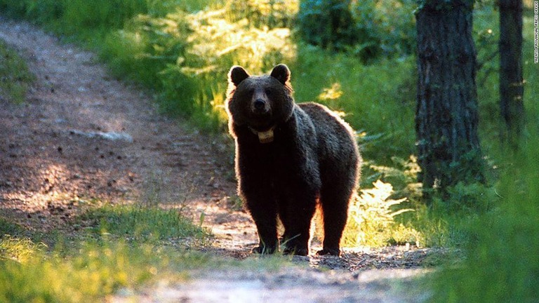 男性を襲い死亡させたクマの殺処分が動物保護団体の訴えを受けて延期された/Trento Provincial Press Office