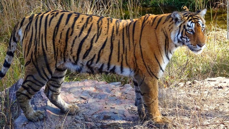 ラジャスタン州の国立公園のトラ＝２０２０年/Himanshu Sharma/NurPhoto/Getty Images/File