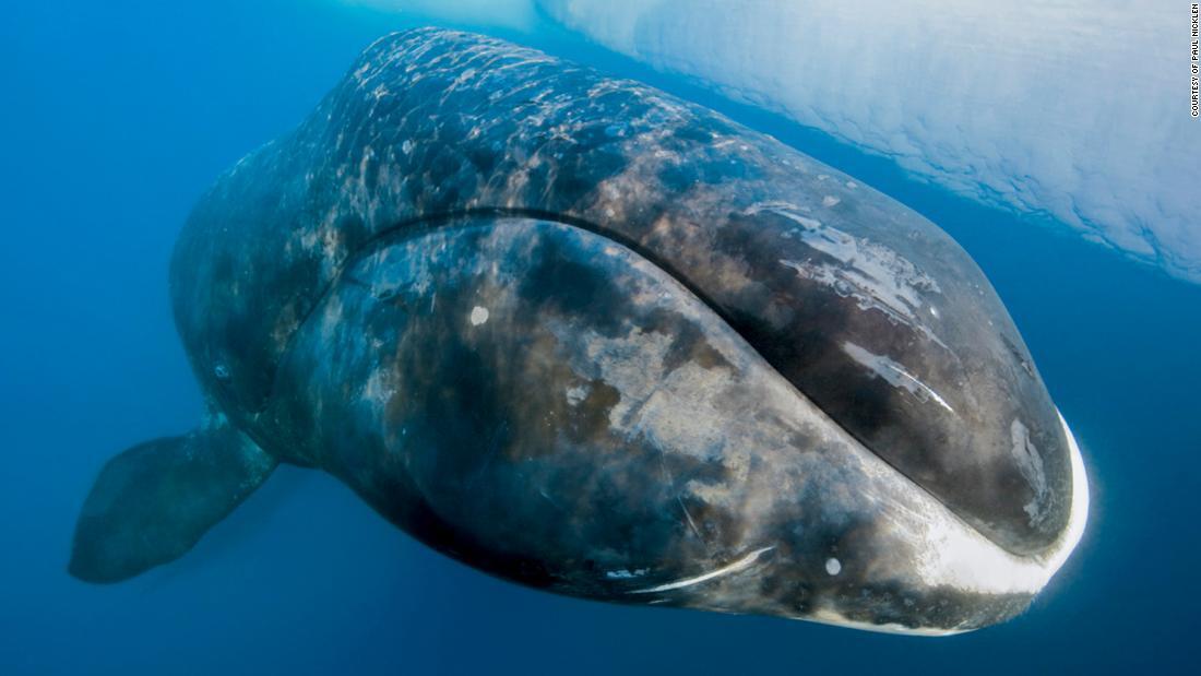 カナダのバフィン島周辺で撮影。この写真にも写るホッキョククジラは寿命が２００年以上。産業革命以来、気候変動の影響を間近で目撃してきたクジラもいるかもしれない/Courtesy of Paul Nicklen