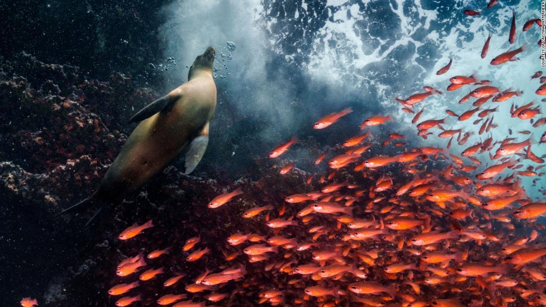 ガラパゴス諸島で、アシカに道を空ける魚の群れ。豊かな海洋生態系で有名なエクアドル沖のガラパゴス諸島は、世界最大級の海洋保護地区のひとつ/Courtesy of Cristina Mittermeier