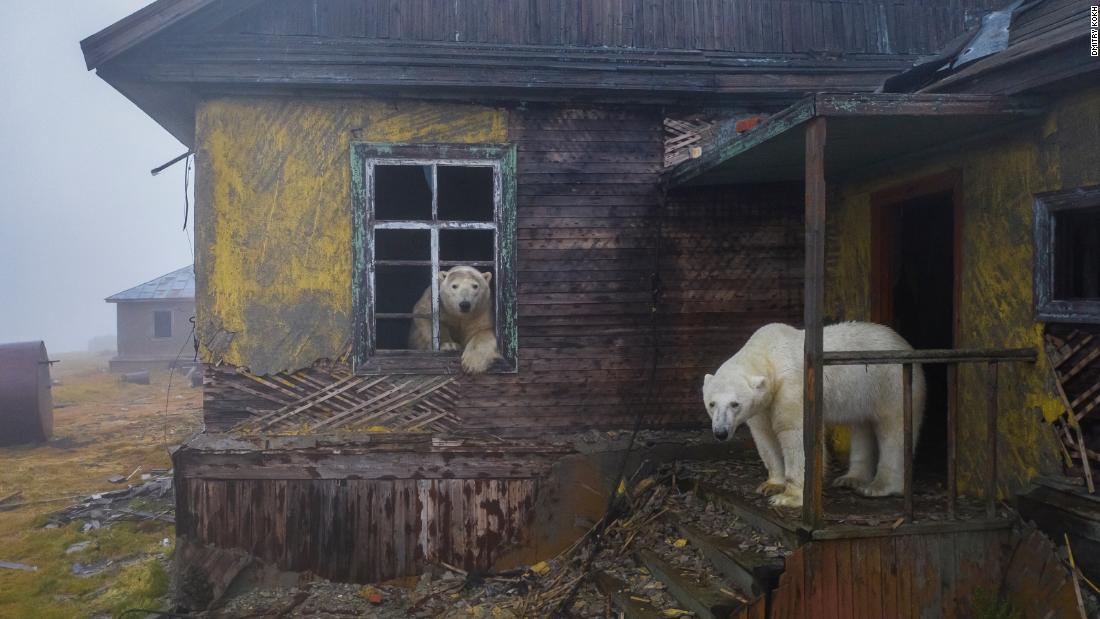 ロシアのコリュチン島で、廃墟(はいきょ)と化した観測所住みついたホッキョクグマ。生息地の北極海の氷が気候変動で溶け、巨大な哺乳類はとくに危機的な状況にある/Dmitry Kokh