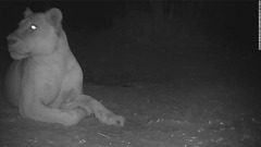 国立公園にライオンの姿、約２０年ぶり　チャド