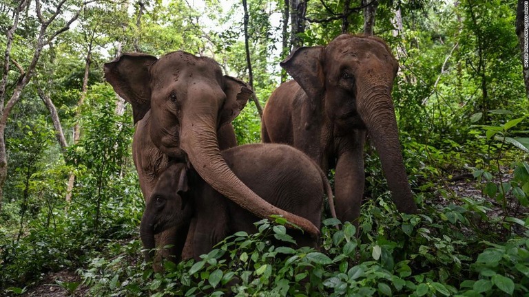 新たな研究によると１８世紀以降、アジアゾウの生息地は６４％以上失われてきたという/Hector Retamal/AFP/Getty Images
