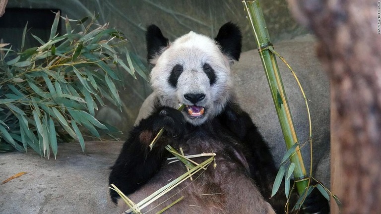 ササを食べるジャイアントパンダのヤーヤー＝８日、米テネシー州・メンフィス動物園/Karen Pulfer Focht/AP