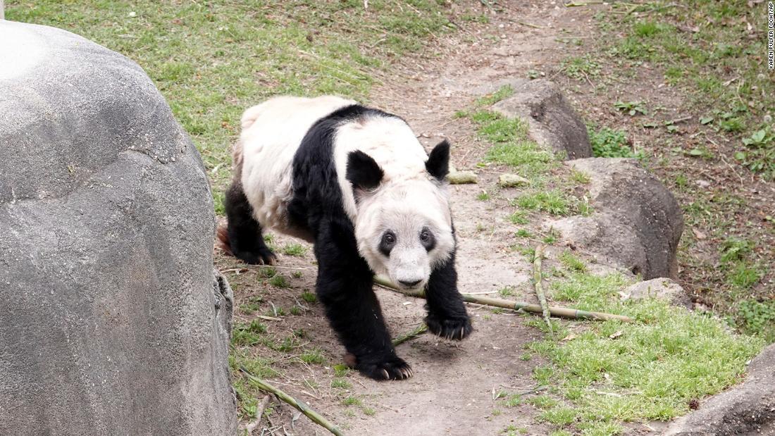 ヤーヤーに別れを告げるため動物園には何百人もの人々が訪れた＝８日、米テネシー州・メンフィス動物園/Karen Pulfer Focht/AP