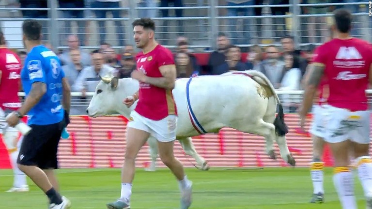 選手たちは牛から逃げ回り、フェンスを乗り越えて観客席に飛び込む選手もいた/Sky Sports