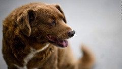 世界最高齢の犬「ボビ」が３１歳に　健康状態は良好