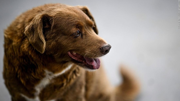 「世界最高齢の犬」としてギネス認定されている「ボビ」が３１歳の誕生日を迎えた/Patricia de Melo Moreira/AFP/Getty Images