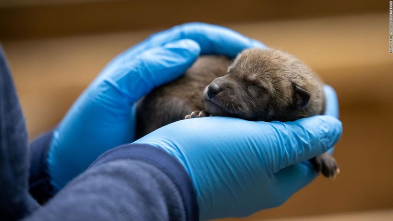 米ノースカロライナ州の動物園で、絶滅の危機にあるアメリカアカオオカミの赤ちゃんが誕生した/From North Carolina Zoo/Facebook
