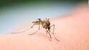 蚊を引き寄せるのはこの成分、体臭使った調査で狙われやすい人判明