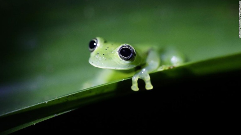 世界の野生生物の減少は従来考えられていたよりも「著しく憂慮すべき」水準にあることを示す調査結果が明らかになった/Bienvenido Velasco/EPA-EFE/Shutterstock