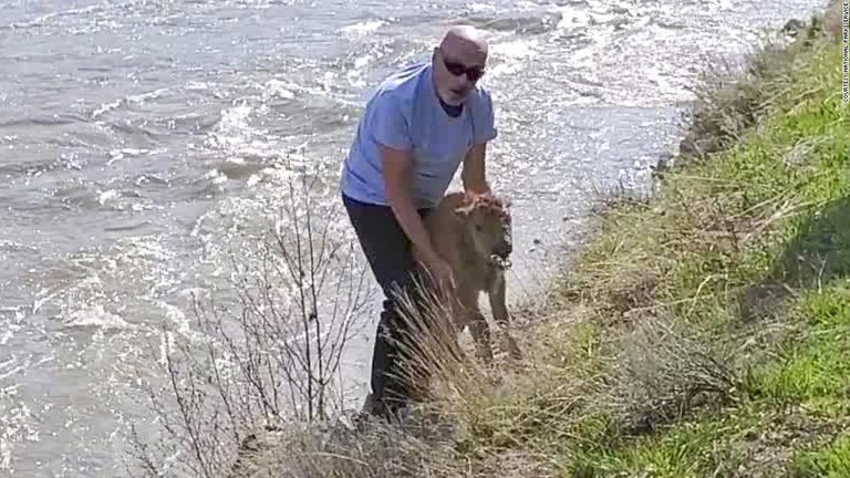 バイソンの赤ちゃんを川から引き上げた男性について捜査が行われている/Courtesy National Park Service