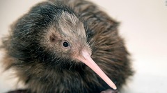 米動物園がキーウィ触れ合い動画、国鳥の待遇にニュージーランド国民憤り