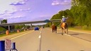 牛が高速道路で逃亡、投げ縄構えた馬上のカウボーイ追跡　米