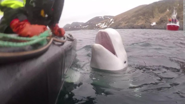 ノルウェーの海岸に現れたシロイルカ/Jorgen Ree Wiig/Norwegian Directorate of Fisheries