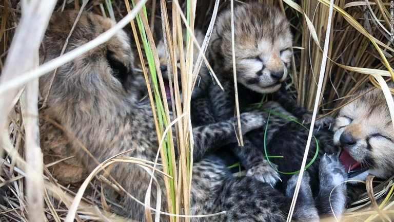 今年３月、インドで生まれて間もなく撮影されたチーターの赤ちゃん/Cheetah Conservation Fund