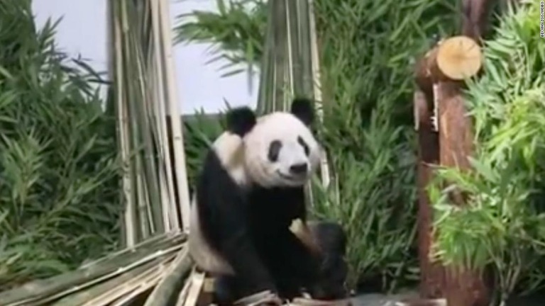 北京動物園に戻ったジャイアントパンダの「ヤーヤー」/Beijing Zoo/Weibo