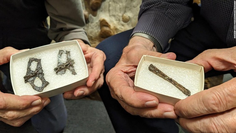 オーストラリア・ビクトリア州で発見された翼竜の化石/Courtesy Adele Pentland/Curtin University