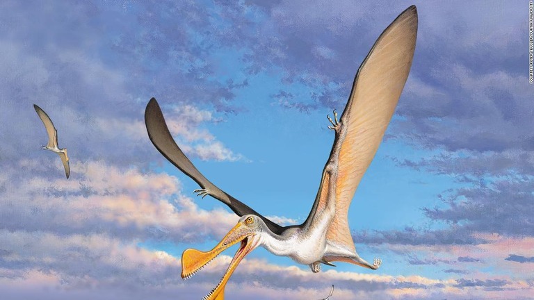 アーティストが描いた翼竜の想像図/Courtesy Peter Trusler/Curtin University