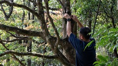 木に固定した監視カメラを調べる宋准教授＝４月