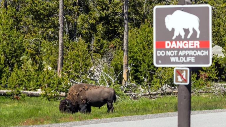 米国立公園、野生生物の保護呼び掛け　来場者がヘラジカの赤ちゃんを車に