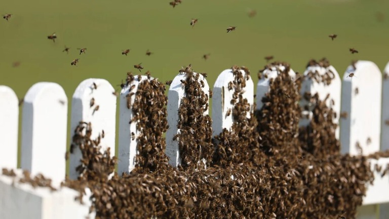 アイルランドで２万匹のハチによってクリケットの試合が中断された/Oisin Keniry/Cricket Ireland/Cover Images via Zuma Press