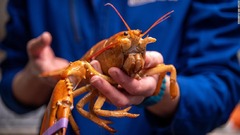 ３０００万匹に１匹、珍しいオレンジのロブスター見つかる　米