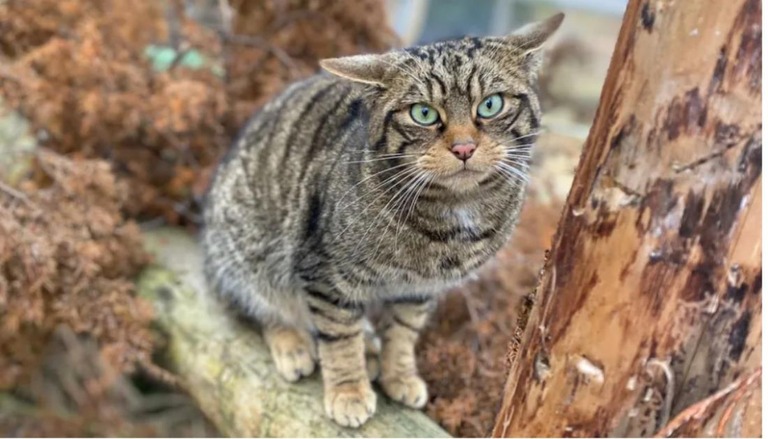 ヤマネコたちはスコットランドの地名にちなみ「ハイランド・タイガー」の異名をとる/Saving Wildcats