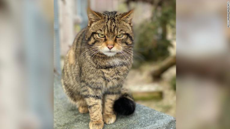 子ネコは親ネコと６～９カ月過ごした後、別の区域で育てられる/RZSS/Saving Wildcats