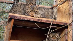 ネコたちはケアンゴームズ国立公園に近い施設にある、一般の人が立ち入らない場所で育てられた