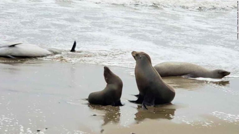 米加州の海洋野生生物研究所が撮影した浜辺に漂着したアシカなどの写真/Channel Islands Marine Wildlife Institute/AP