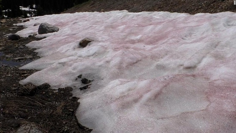 米ユタ州で観測された「スイカ雪」の正体は、冷たい雪の上で繁殖する「氷雪藻」と呼ばれる藻類だった/KSTU