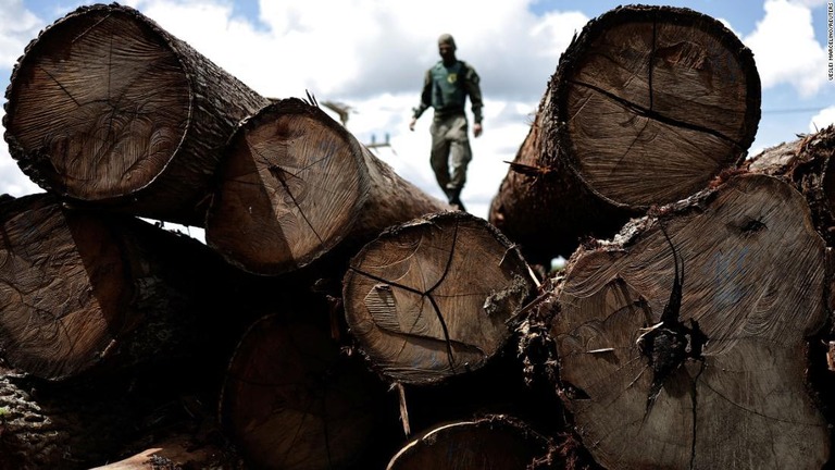 アマゾンの熱帯雨林から伐採された木材を検査するブラジル環境・再生可能天然資源院（ＩＢＡＭＡ）の担当者/Ueslei Marcelino/Reuters