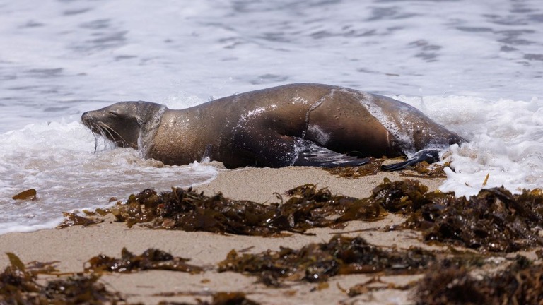 米カリフォルニア州の海岸には、沖合で繁殖した有毒藻類のために具合が悪くなったり死んだりしたアシカが大量に漂着している/Mike Blake/Reuters