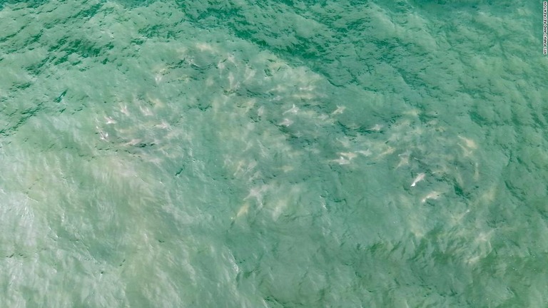 上空から撮影したサメの群れの様子＝４日/NYS Parks and Recreation